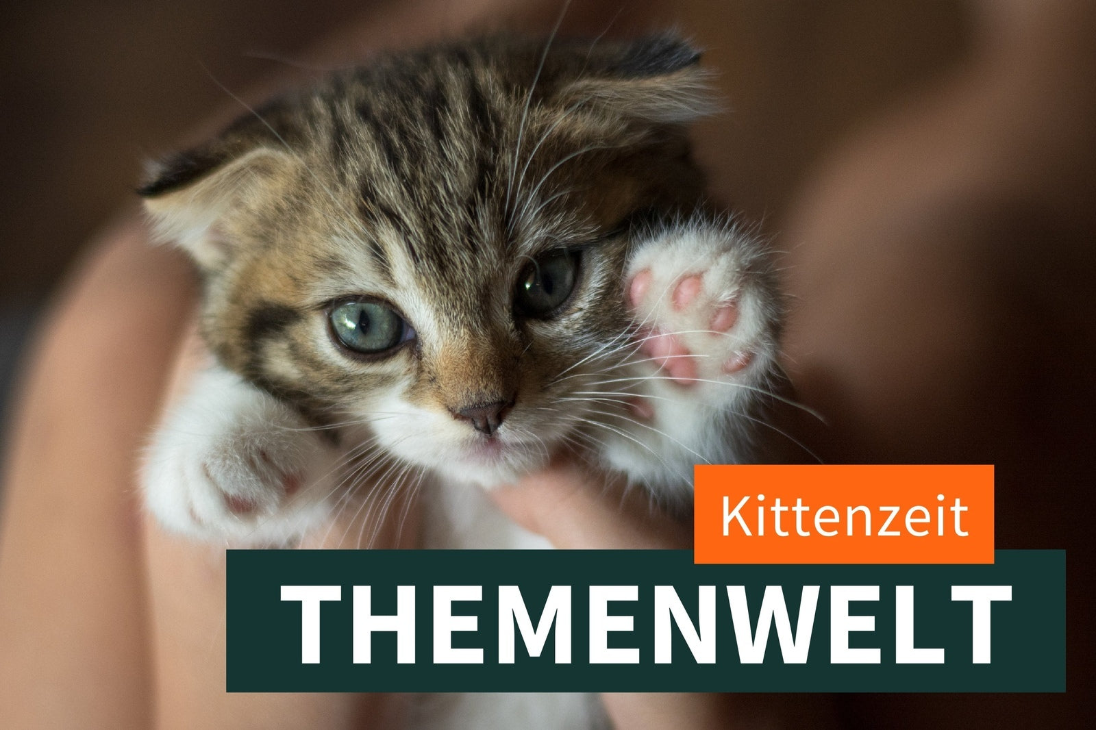 Kittenzeit – Willkommen im neuen Zuhause!