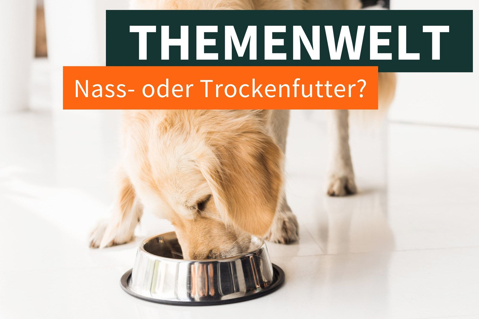 Fütterungsmethoden beim Hund – Trockenfutter und Nassfutter