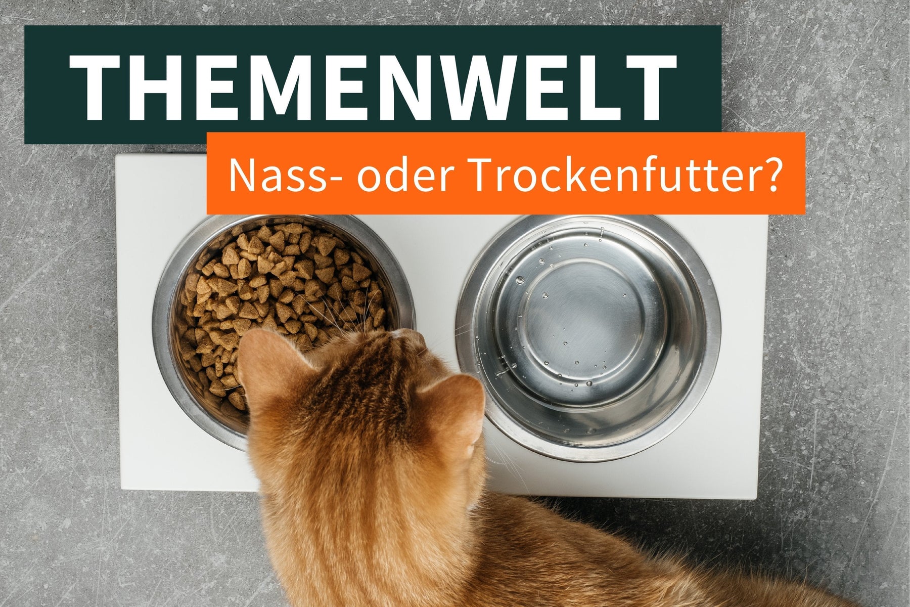 Mischfütterung bei der Katze – Das perfekte Futter-Duo! 🍽️🐱