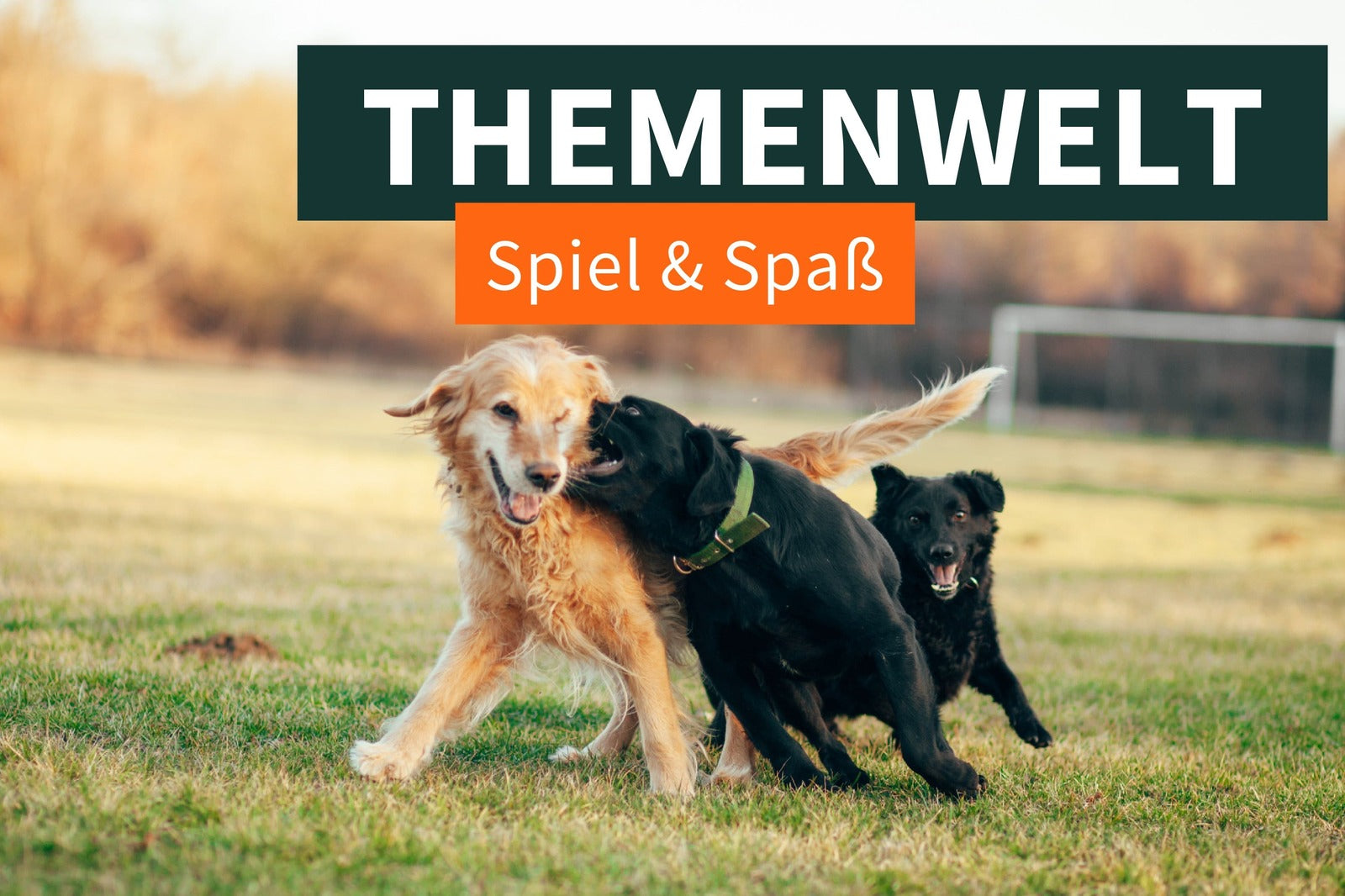 Dem Spaß auf der Spur! – Spielen mit deinem Hund