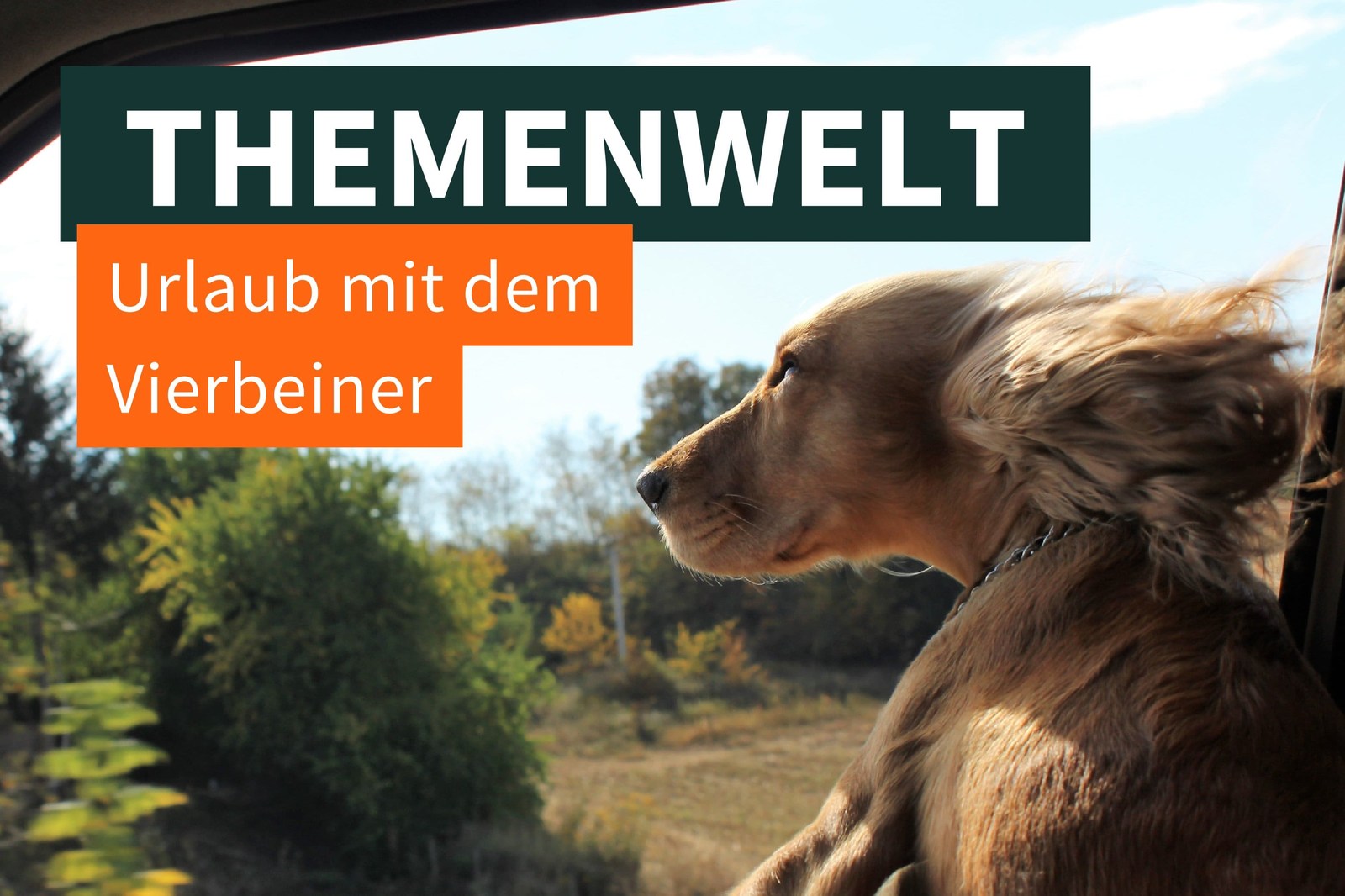 Damit der Urlaub nicht baden geht: Tipps für einen entspannten Trip mit deinem Hund