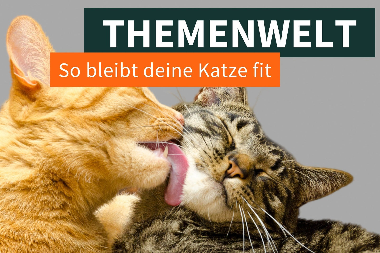 So bleibt deine Katze fit und glücklich: Die besten Tipps zur Gesundheitsvorsorge