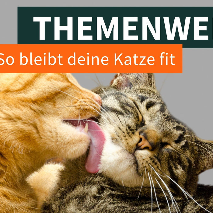 So bleibt deine Katze fit und glücklich: Die besten Tipps zur Gesundheitsvorsorge