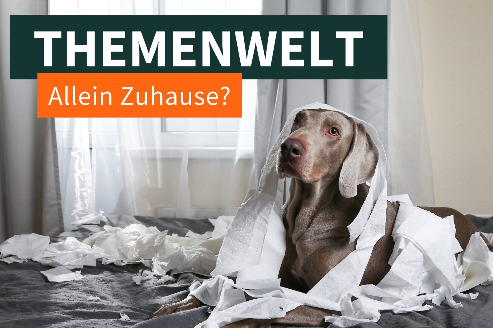 Hund allein zuhause?