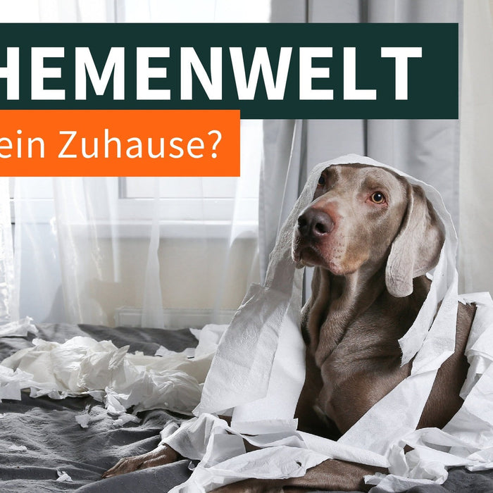 Hund allein zuhause?