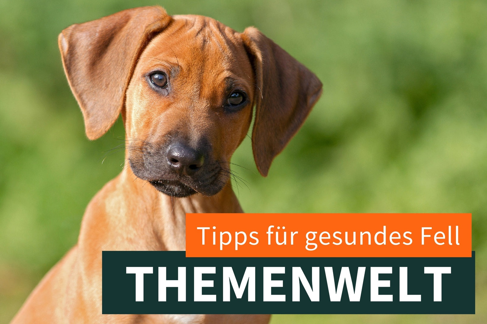 Tipps für ein glänzendes und gesundes Fell