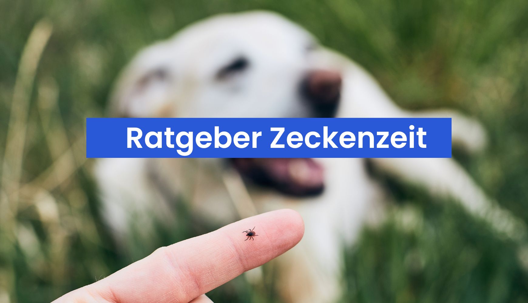 Zeckenzeit: So schützt du deinen Hund und deine Katze effektiv vor Zecken