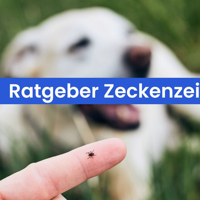 Zeckenzeit: So schützt du deinen Hund und deine Katze effektiv vor Zecken