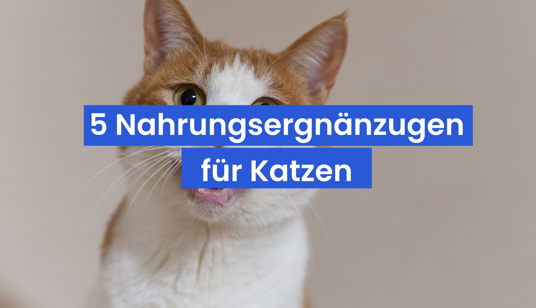 Die 5 besten Nahrungsergänzungsmittel für Katzen: Was deine Samtpfote wirklich braucht