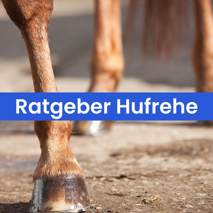 Hufrehe beim Pferd: Ursachen, Symptome und die richtige Fütterung