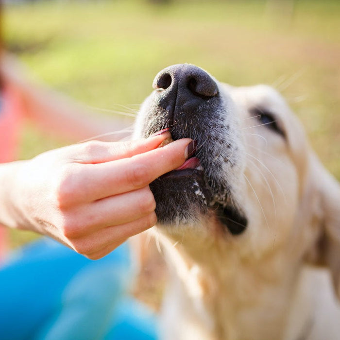 Die 5 besten Nahrungsergänzungen für Hunde