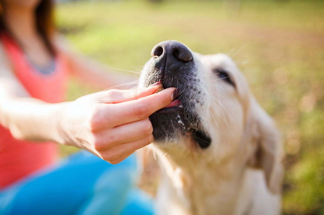 Die 5 besten Nahrungsergänzungen für Hunde