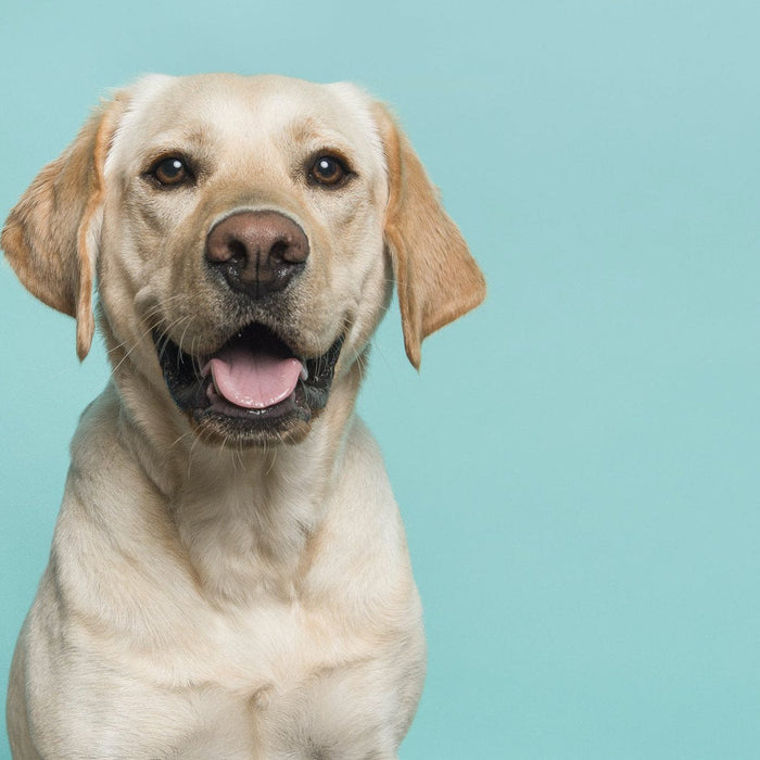 5 interessante Fakten über Hunde