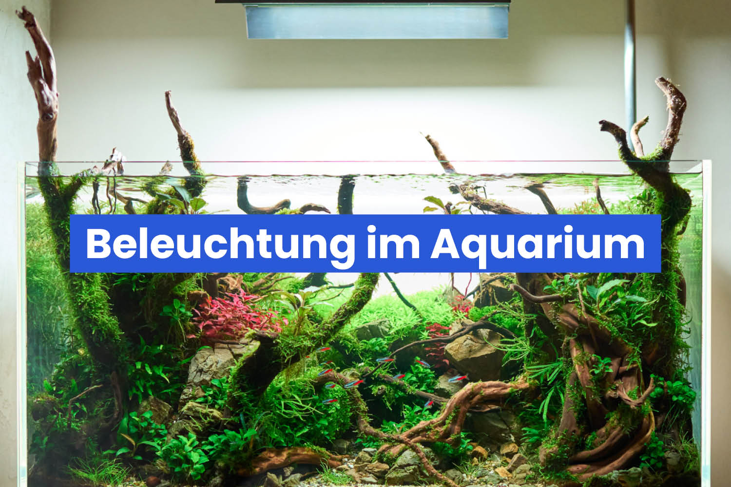 Beleuchtung im Aquarium – warum sie wichtig ist