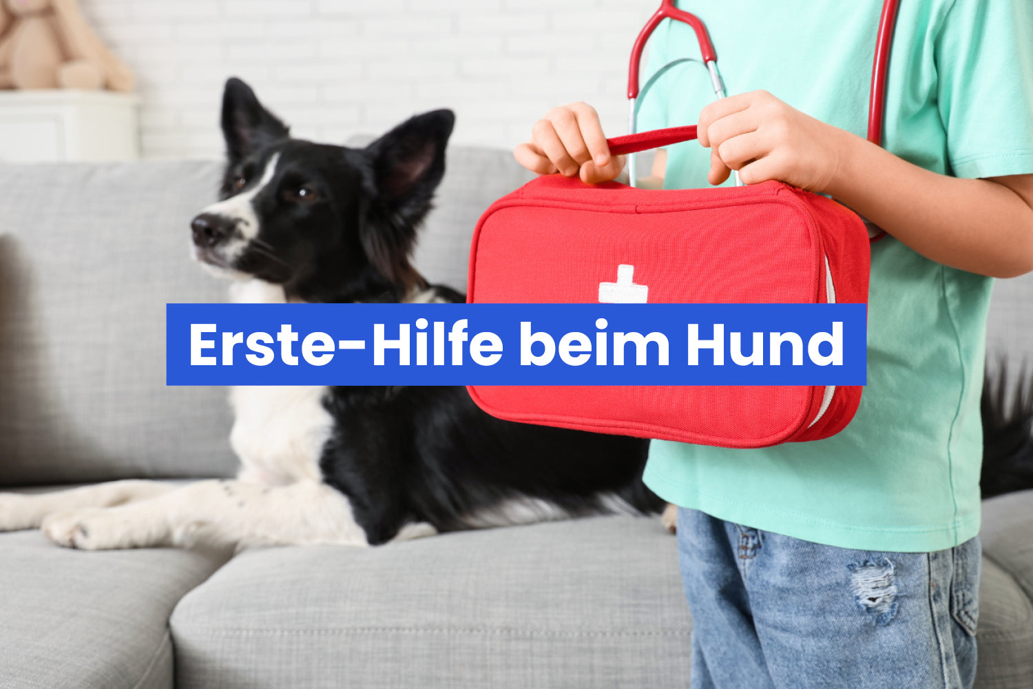 Erste-Hilfe beim Hund – das solltet ihr wissen!