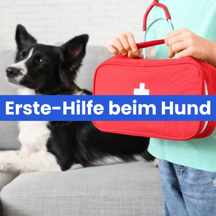 Erste-Hilfe beim Hund – das solltet ihr wissen!