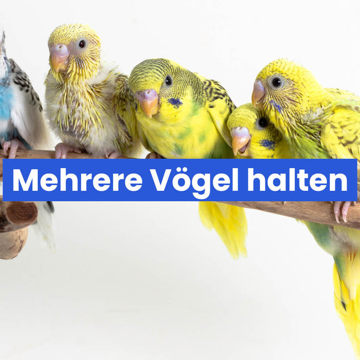 Mehrere Vögel halten – darauf solltet ihr achten