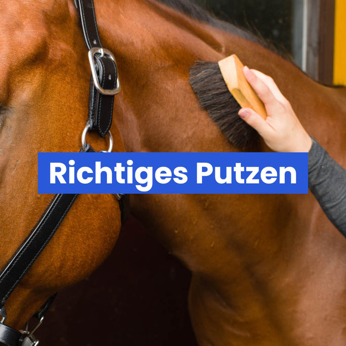 Richtiges Putzen beim Pferd – Pferdepflege und Fellpflege einfach erklärt