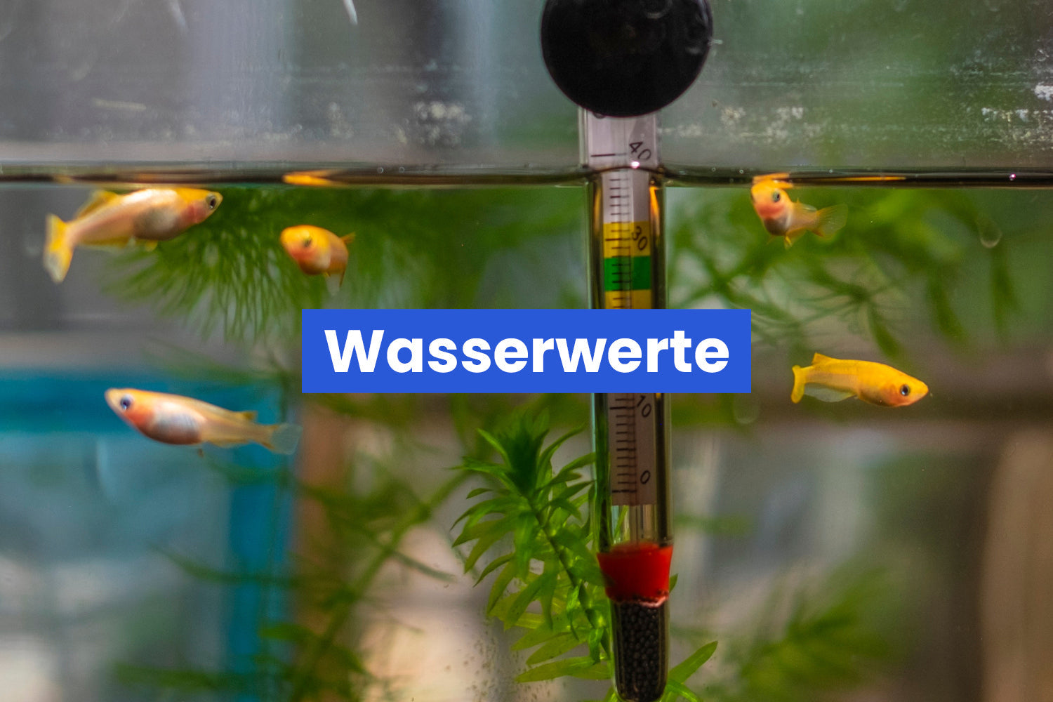 Wasserwerte verstehen – leicht erklärt