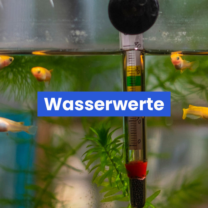 Wasserwerte verstehen – leicht erklärt 🐟💧