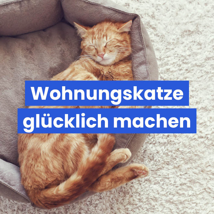 Wohnungskatze glücklich machen – die besten Tipps