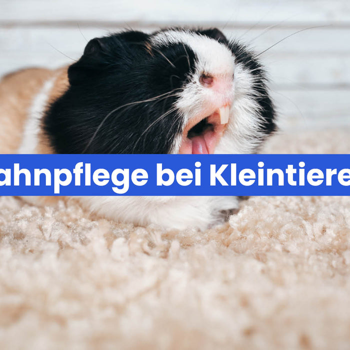 Zahnpflege bei Kleintieren – darauf solltet ihr achten