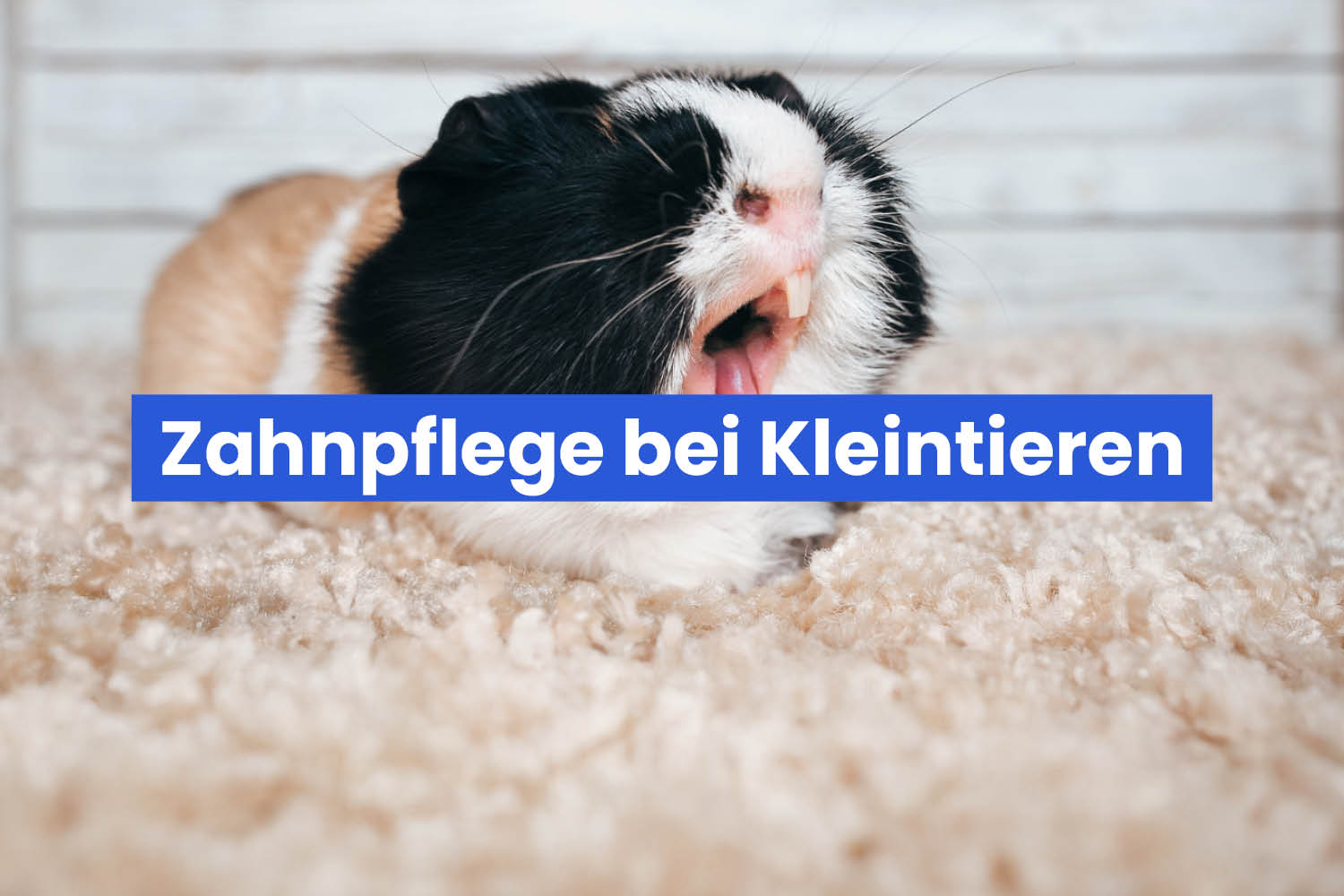 Zahnpflege bei Kleintieren – darauf solltet ihr achten