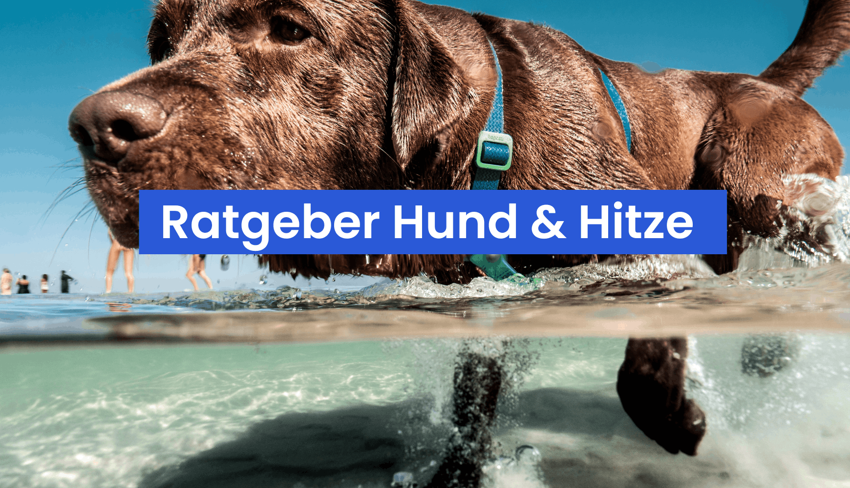 Hund und Hitze: So schützt du deinen Vierbeiner im Sommer