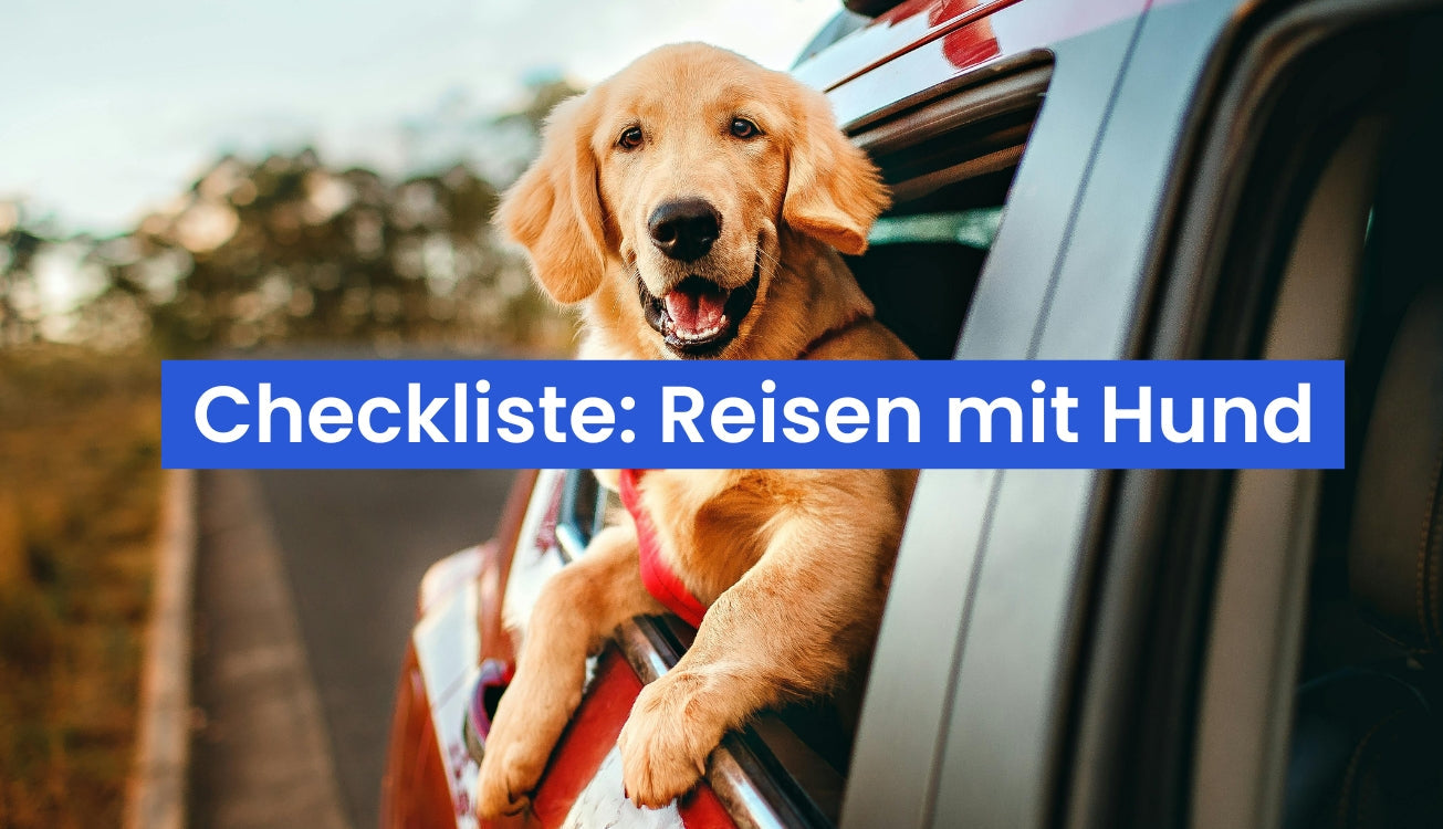 Reisen mit Hund: Die ultimative Checkliste für einen entspannten Urlaub 2026
