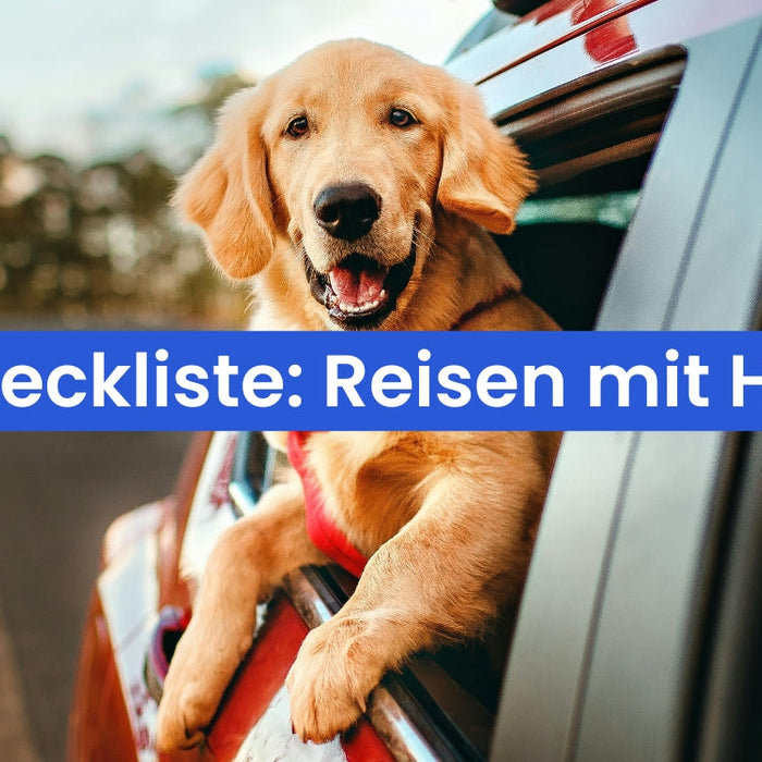 Reisen mit Hund: Die ultimative Checkliste für einen entspannten Urlaub 2026