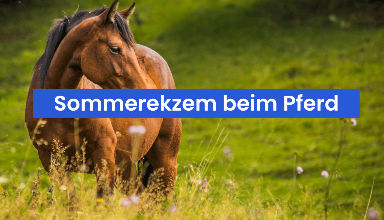 Sommerekzem beim Pferd – Ursachen, Symptome und was wirklich hilft