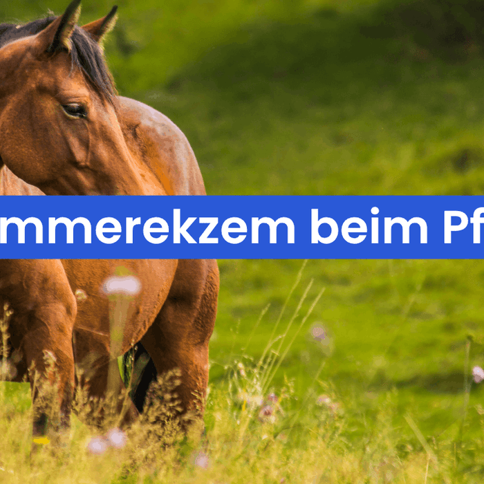 Sommerekzem beim Pferd – Ursachen, Symptome und was wirklich hilft