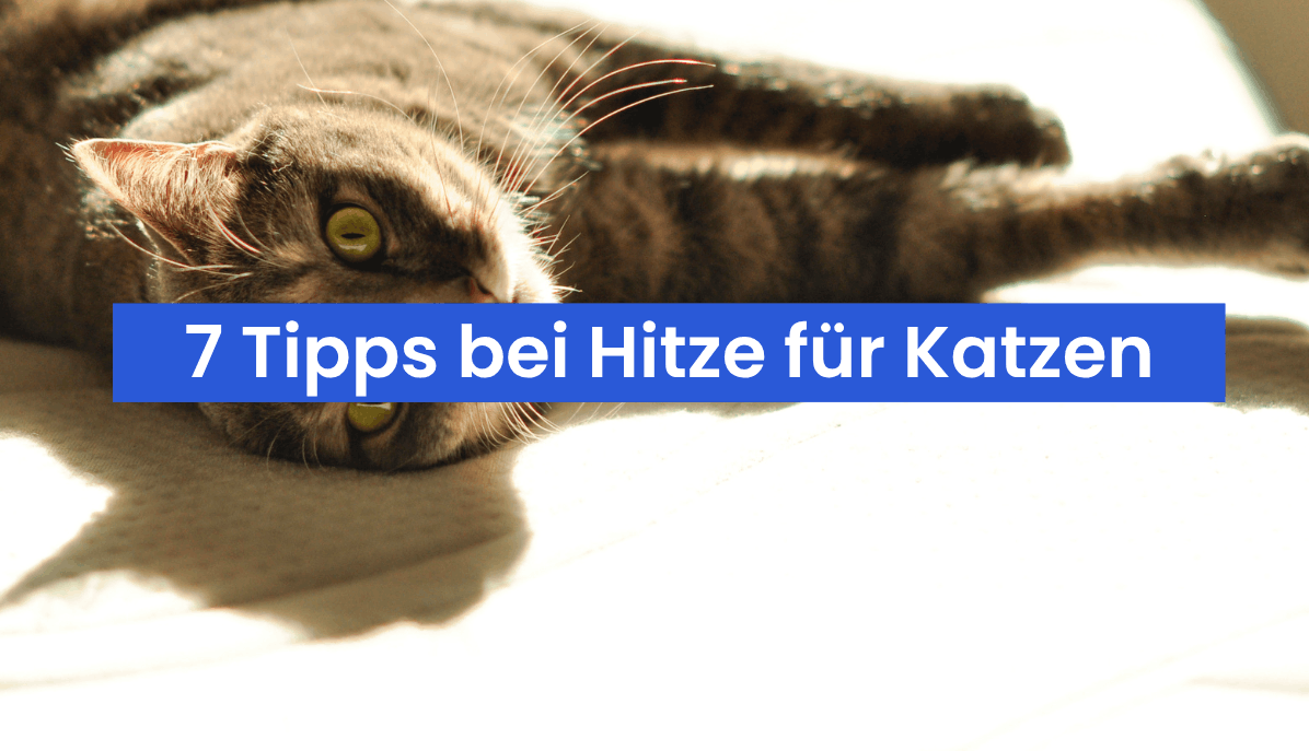 Katzen im Sommer – 7 Tipps, damit deine Katze die Hitze gut übersteht