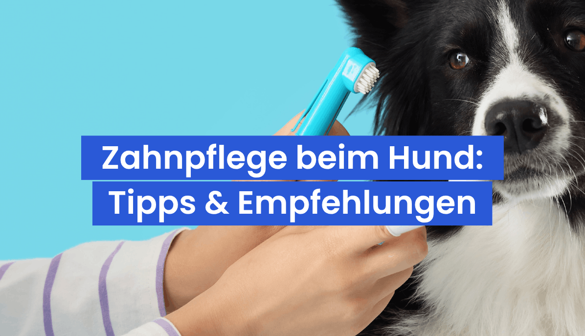 Zahnpflege beim Hund: Warum sie so wichtig ist und welche Snacks wirklich helfen