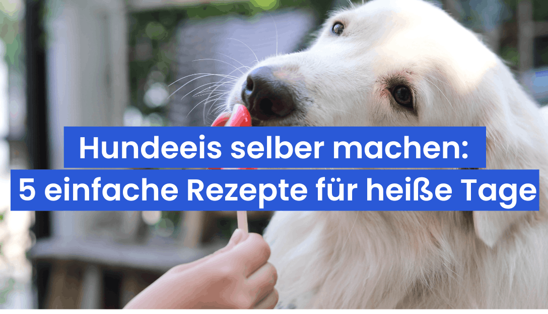 Hundeeis selber machen: 5 einfache Rezepte für heiße Tage