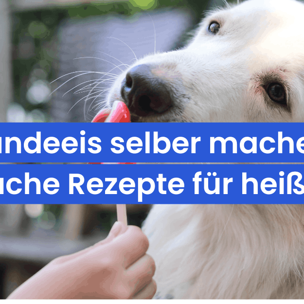 Hundeeis selber machen: 5 einfache Rezepte für heiße Tage