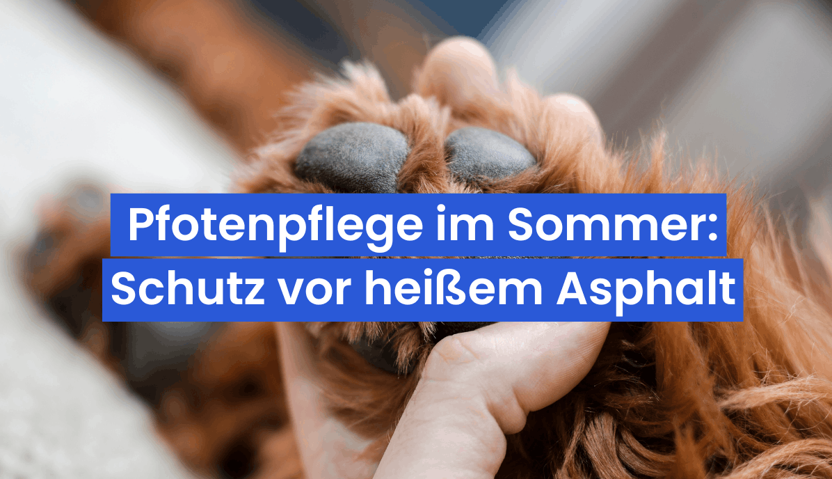 Pfotenpflege im Sommer: So schützt du die Pfoten deines Hundes vor heißem Asphalt