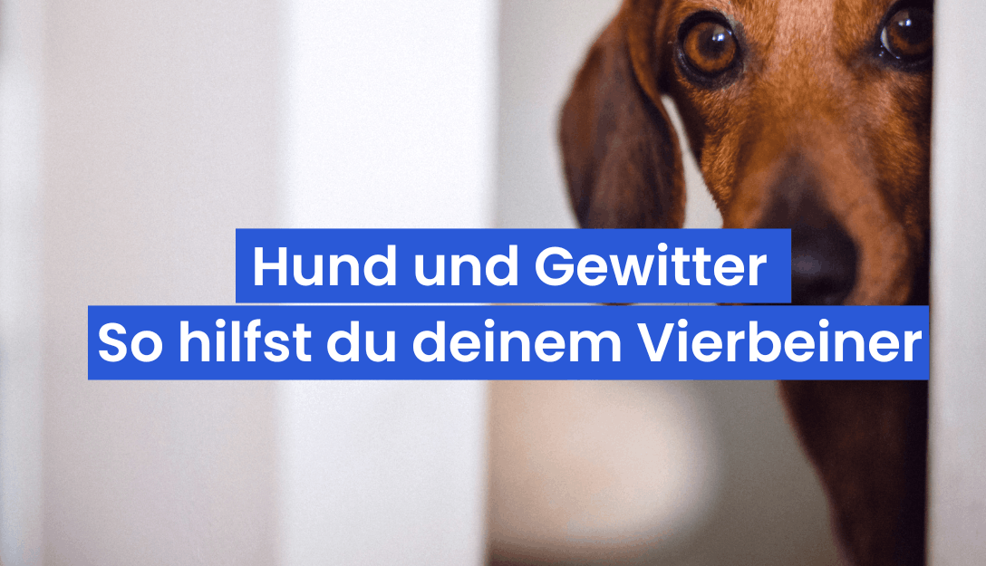 Dein Hund hat Angst vor Gewitter – So hilfst du deinem Vierbeiner