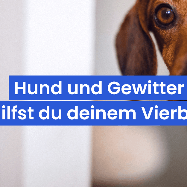 Dein Hund hat Angst vor Gewitter – So hilfst du deinem Vierbeiner