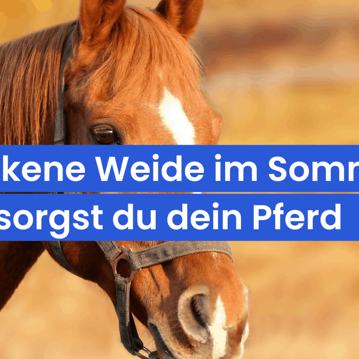 Pferdefütterung bei Hitze und trockener Weide: So versorgst du dein Pferd im Spätsommer richtig