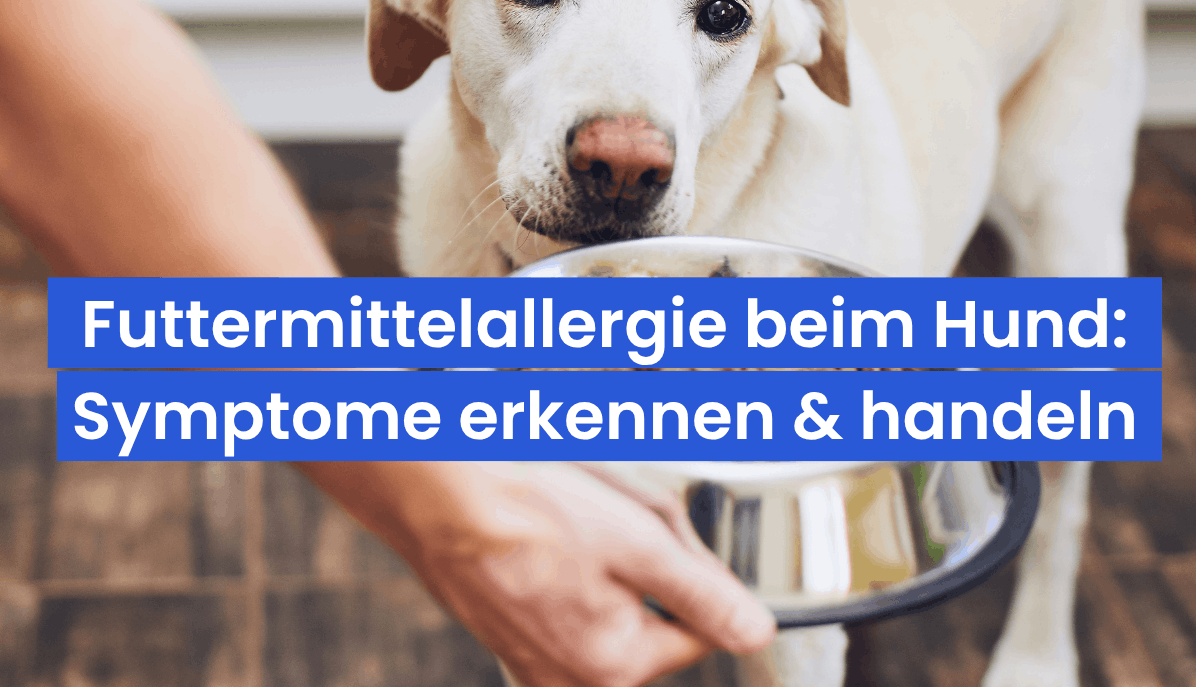Futtermittelallergie beim Hund: Symptome erkennen und richtig handeln