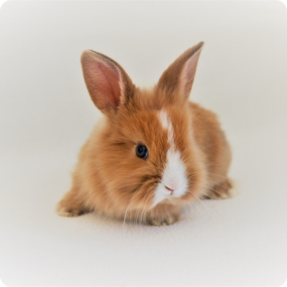 Futter für Kleintiere