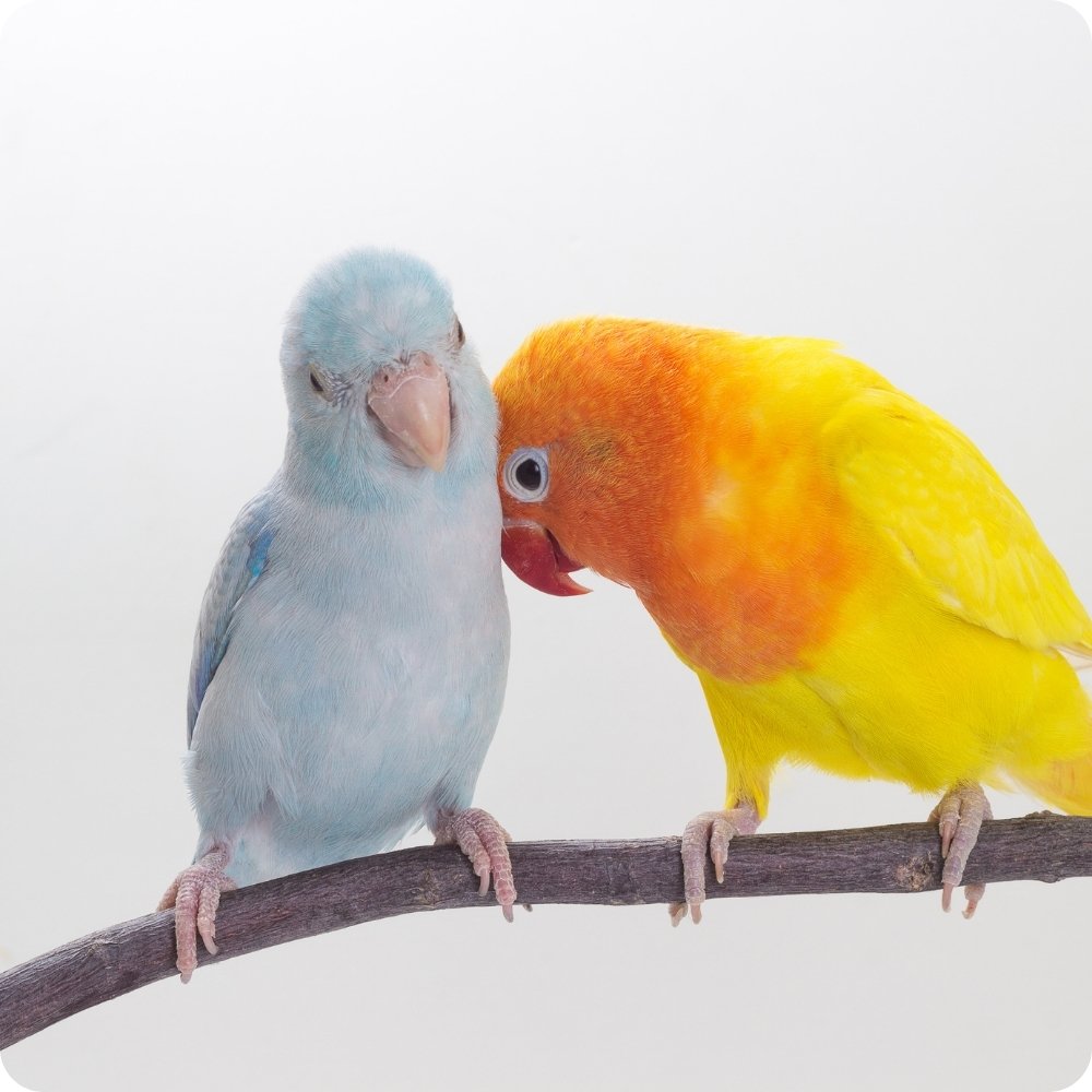 Zubehör für Vögel