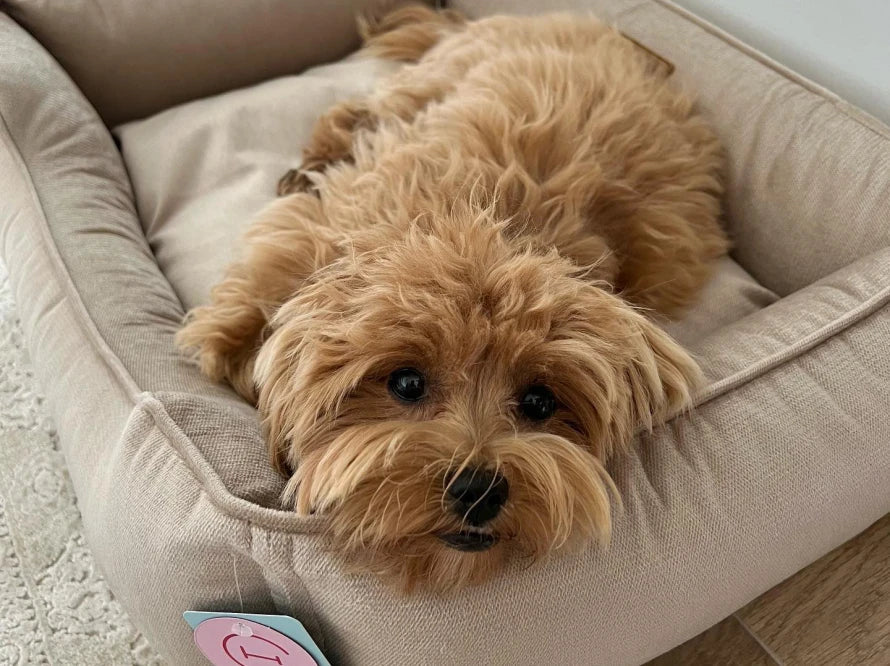 DREAMER orthopädisches Hundebett aus Möbelvelours / gegen Graben und Buddeln resistent