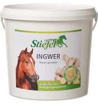 Stiefel Ingwer