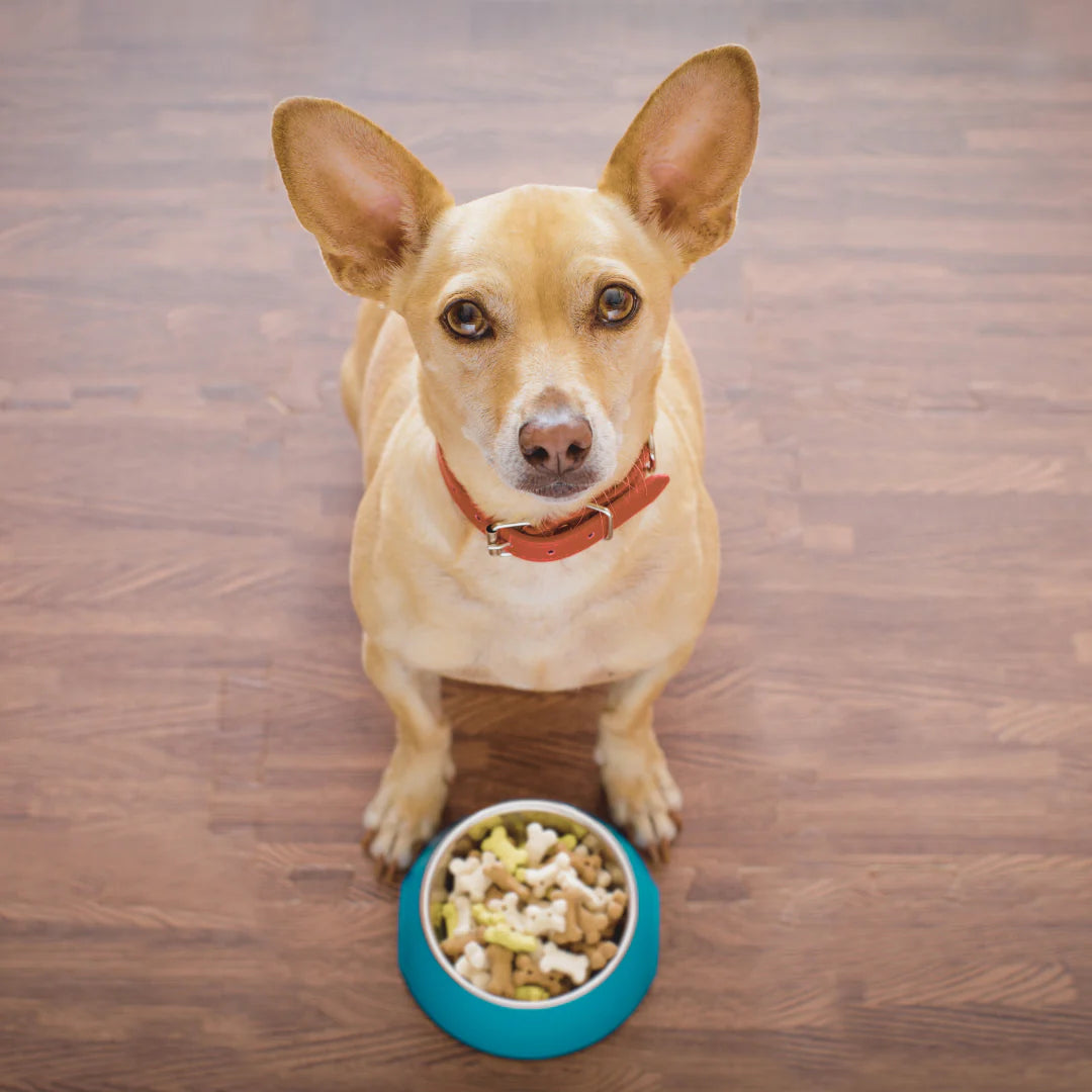 Der Allergietest hält Deinen Hund gesund.