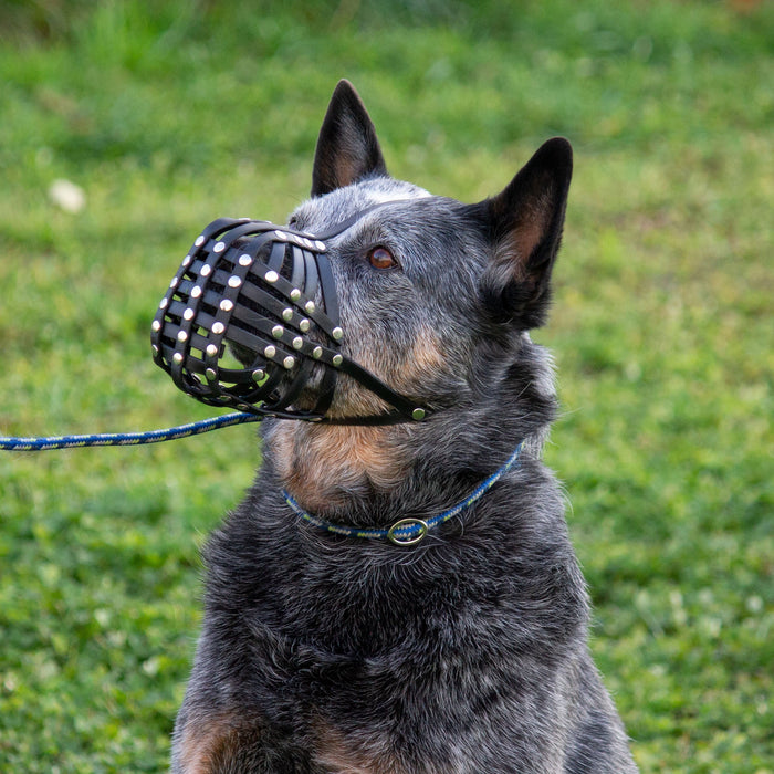 Maulkorb Australian Cattle Dog ca. 25-27kg kurze Schnauze, Umfang 28-30cm, NL bis 8cm