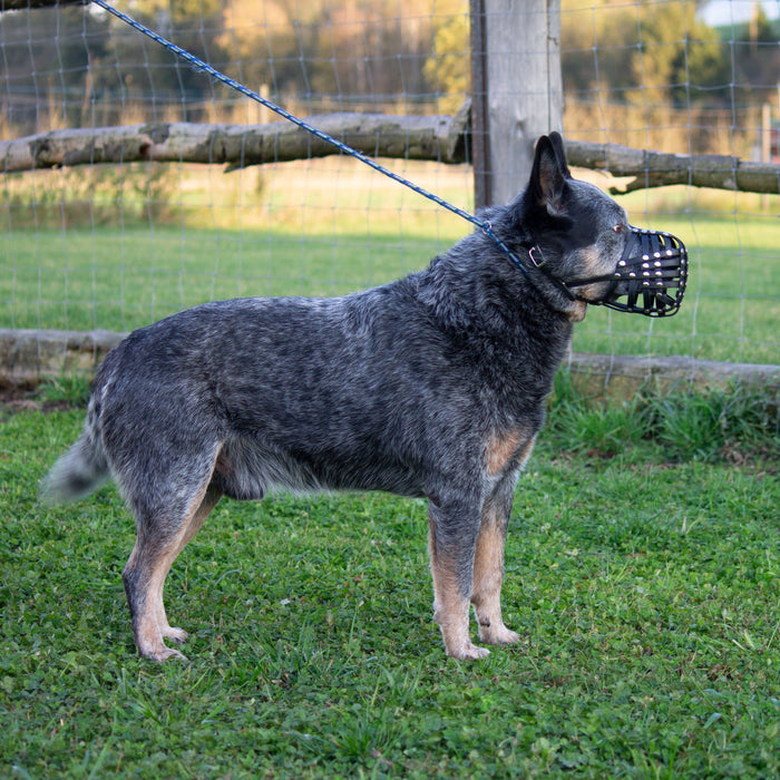 Maulkorb Australian Cattle Dog ca. 25-27kg kurze Schnauze, Umfang 28-30cm, NL bis 8cm
