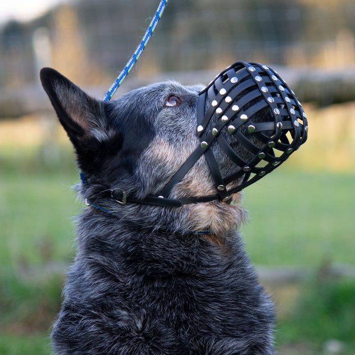 Maulkorb Australian Cattle Dog ca. 25-27kg kurze Schnauze, Umfang 28-30cm, NL bis 8cm