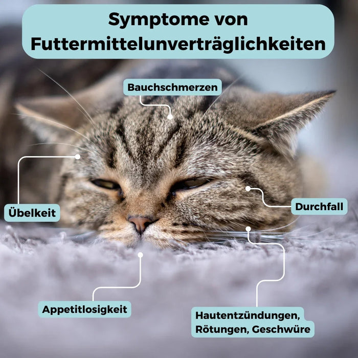 Allergietest Katze